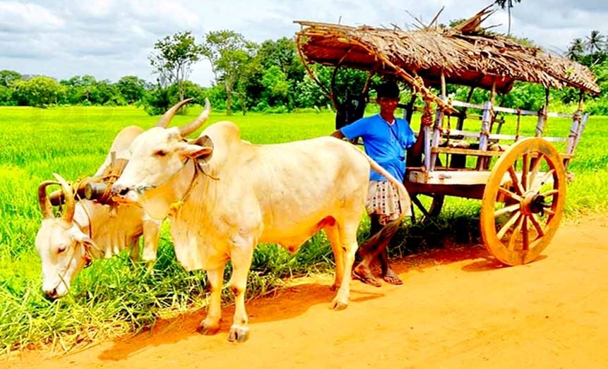 কালের পরিক্রমায় হারিয়ে যাচ্ছে গরুর গাড়ি